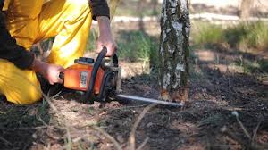 Best Tree and Shrub Care  in Aust, IN